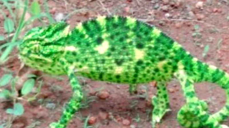 Chiplun : गोंधळे जंगलात दुर्मिळ 'शॅमलियन'चं दर्शन