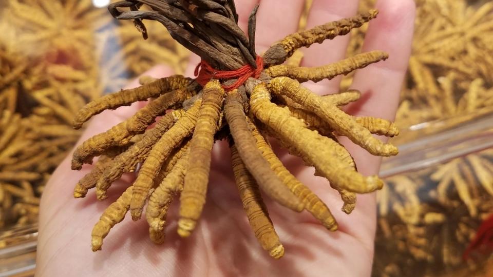 Ophiocordyceps Sinensis
