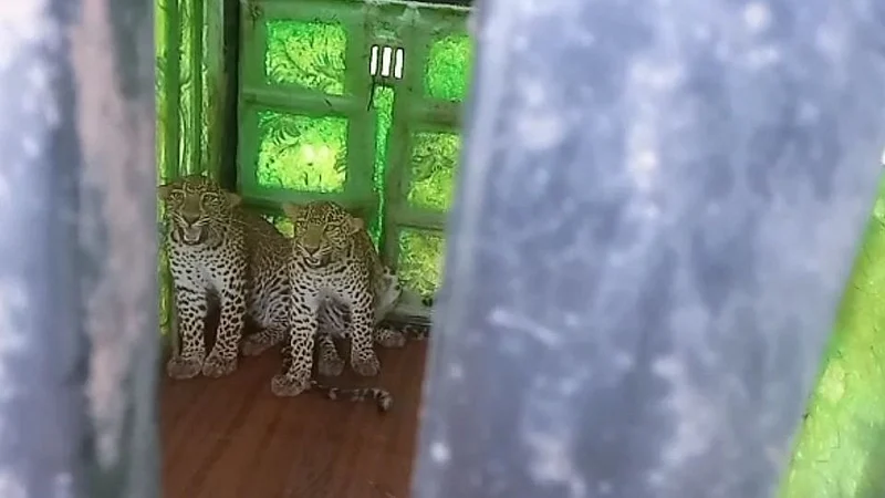 leopards