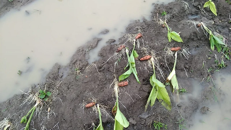 हिंगोली जिल्ह्यात सलग तीन दिवसांपासून पाऊस सुरु आहे.