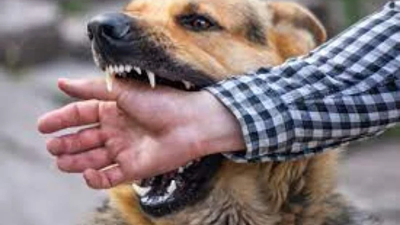Rabies