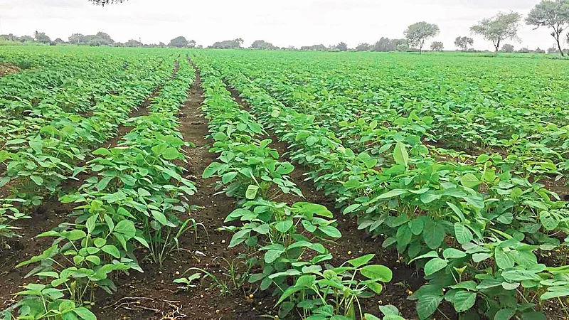 sowing