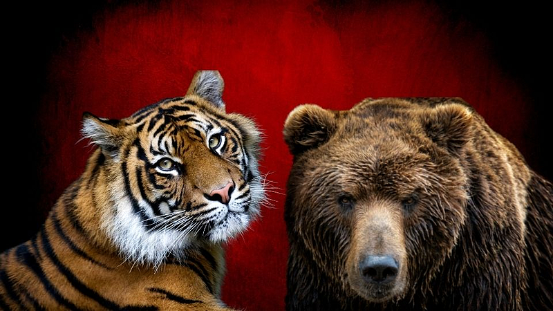 वाघ-अस्वलांना दिली कोरोना लस; वानरे आणि डुकरांनाही मिळणार