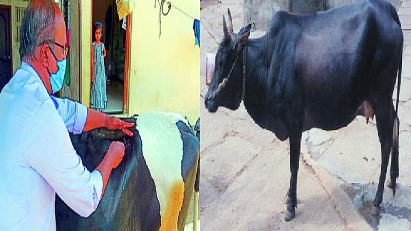 cow (lampi viral)