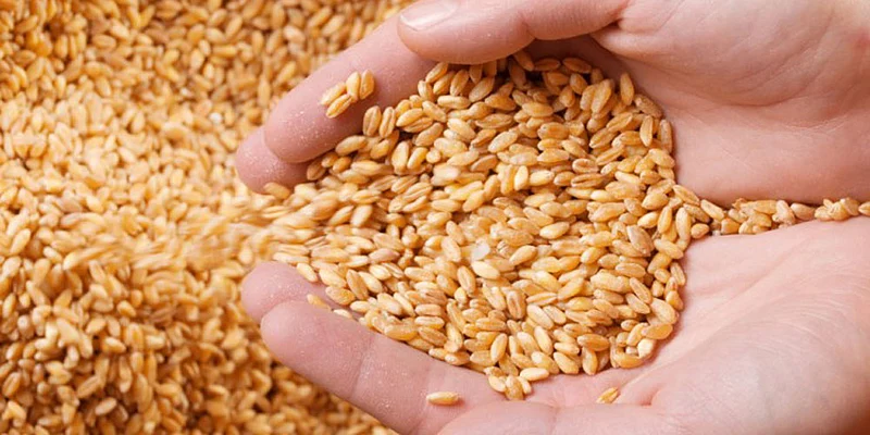 Grain
