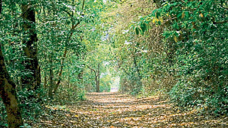 Forest