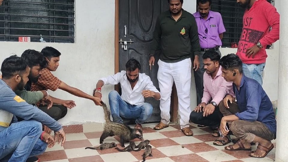 मसण्याऊद व त्याची चार पिल्ले आढळून आली आहेत