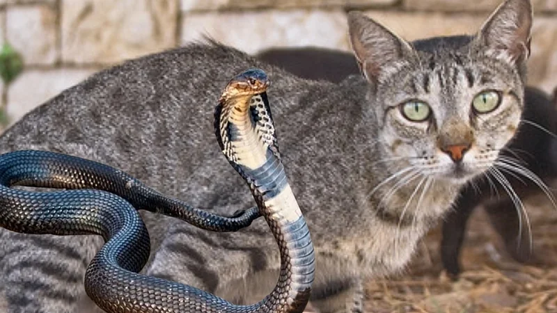 Indian cobra and cat