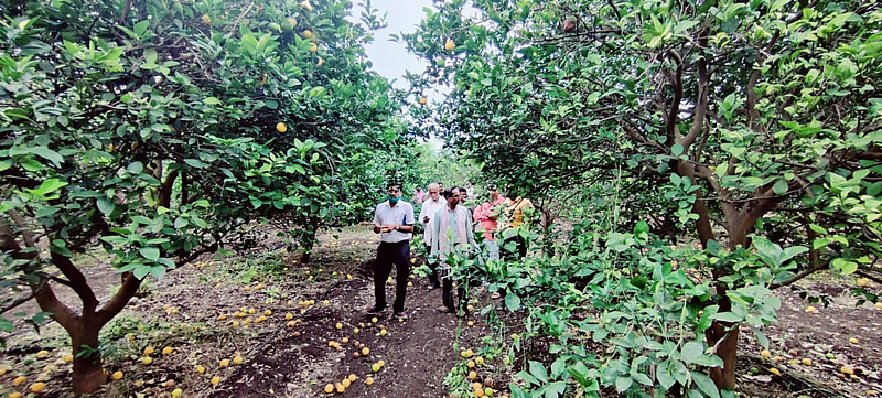 Fruit farm