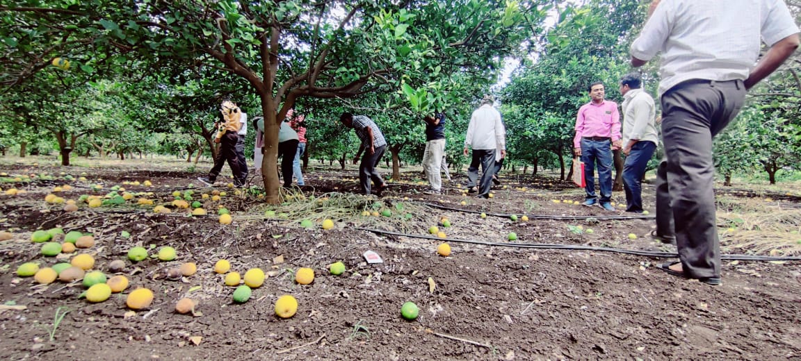 Fruit farm Damage