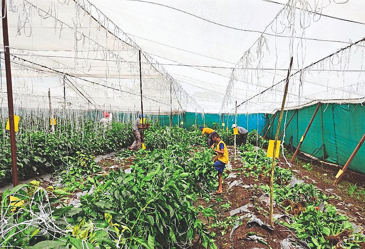 Corona causes damage to agriculture and farmers