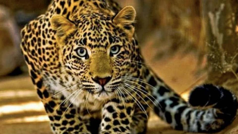 Leopard