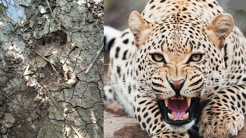 leopard