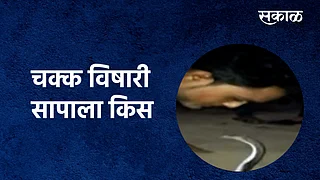 चक्क विषारी सापाला किस}
