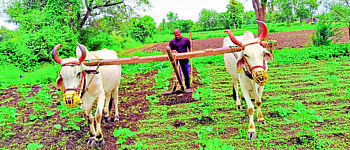 No plow for agriculture in Chiplun taluka