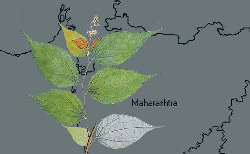 केवळ महाराष्ट्रात आढळते हे झाड; 170 वर्षांपूर्वी अस्तित्वाचे पुरावे}