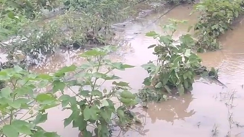 पाचोड (ता.पैठण, जि.औरंगाबाद) : रात्री झालेल्या वादळी पावसामुळे कापसाच्या पिकांत पाणी साचले.