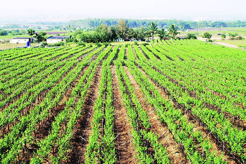 farm
