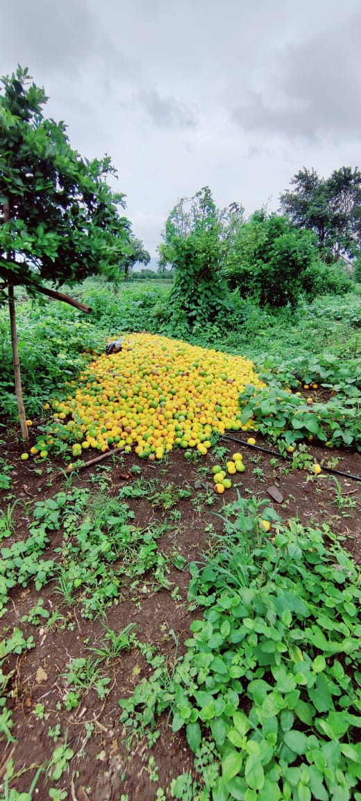 Fruit farm Damage