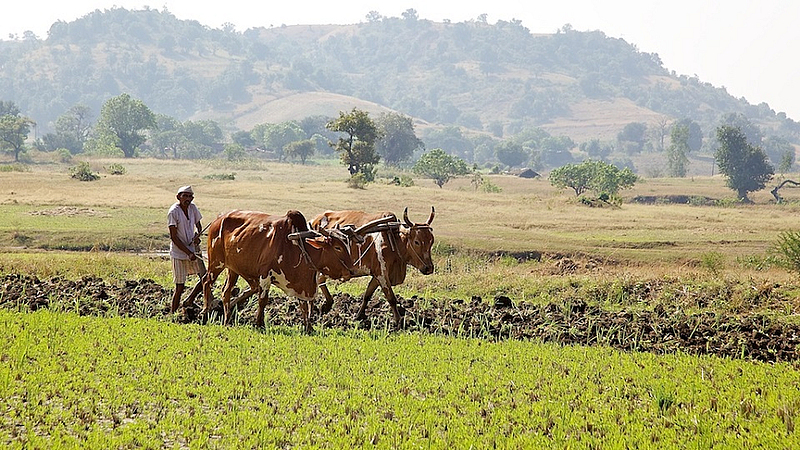 farmer