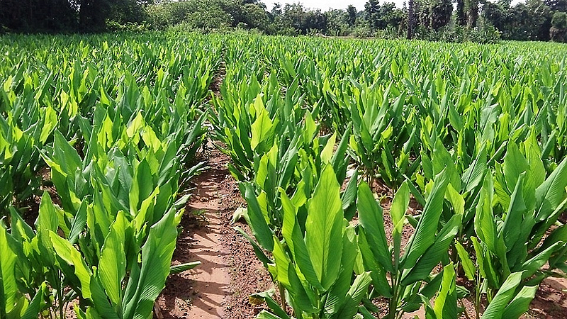 turmeric