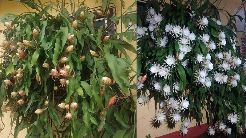 ऐसा देखिला 130 ब्रह्मकमळांचा सोहळा! 4 वर्षांत फुलली शेकडों फुले