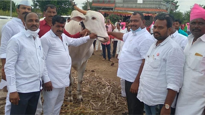 अबब, खिलार बैलाची सहा लाखांना विक्री! करणार माउलींच्या रथाचे सारथ्य