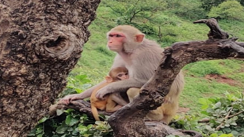 इथं माकडांची संख्याही लक्षणीय आहे