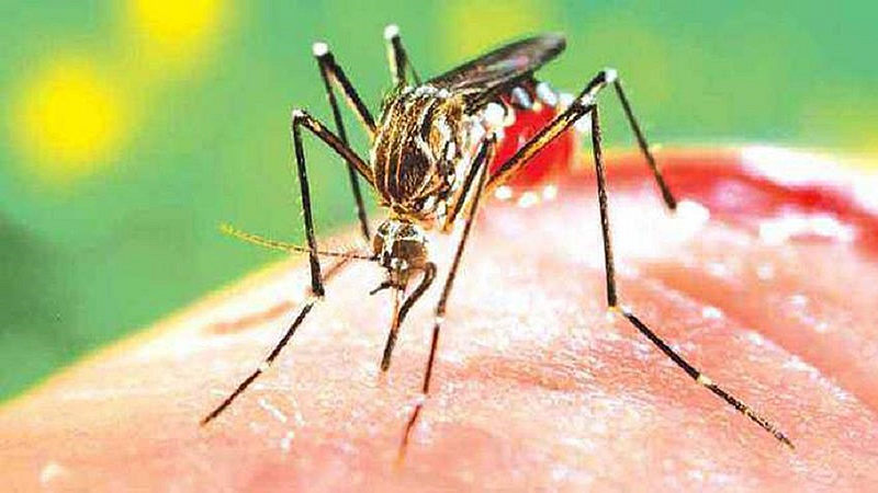 Dengue News
