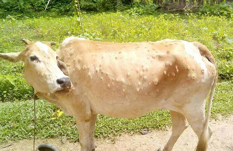 ahmednagar