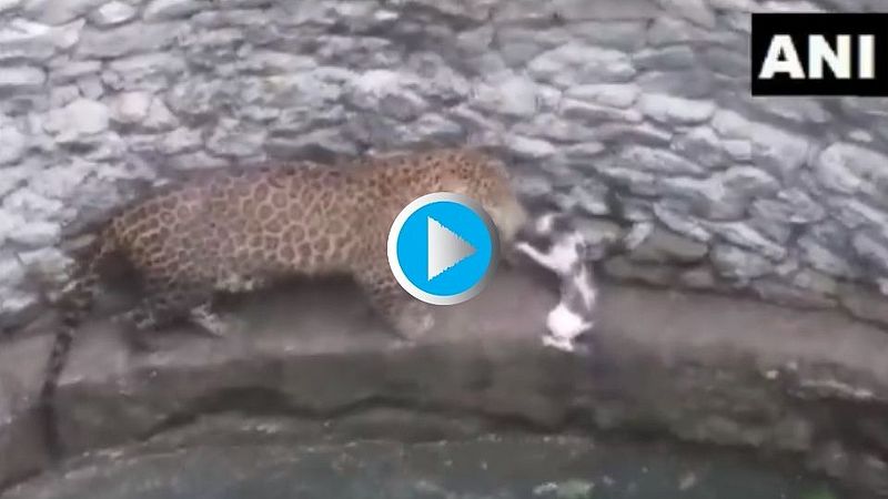 Leopard and Cat Fight
