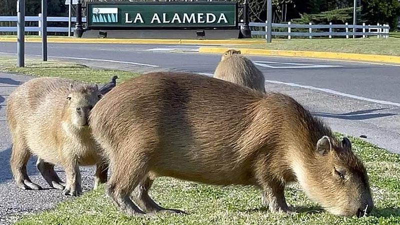 Capybaras