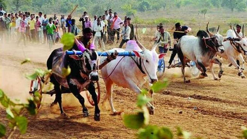 बैलगाडा शर्यतींचा 'धुरळा' उडणार