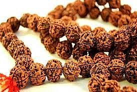 Rudraksh
