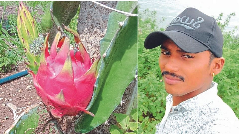 dragon fruit