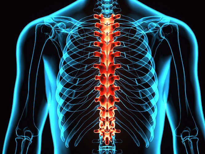 Human Spine