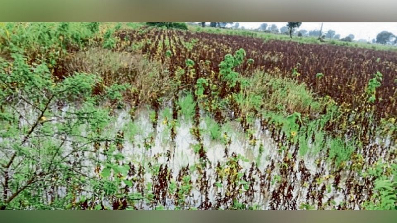 Aurangabad : 30 लाख हेक्टरपेक्षा अधिक शेतीचे नुकसान