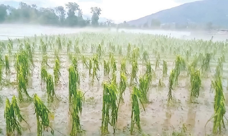 Damage to agricultural crops due to heavy rainfall