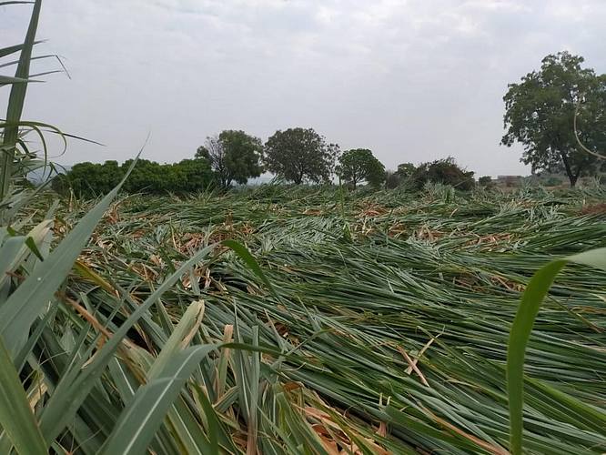 Crop Damage