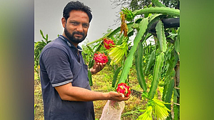 ड्रॅगन फ्रुट ड्रॅगन फ्रुट