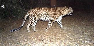 leopard