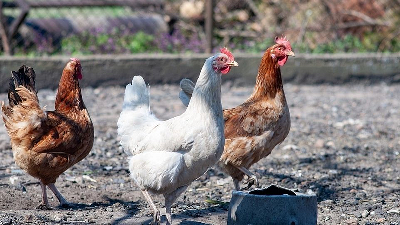 chicken prices