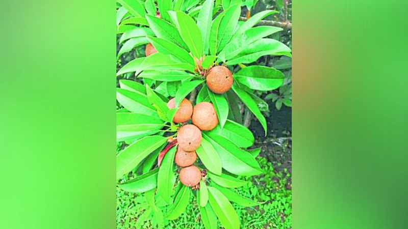 बदलती गावे : चिकूमुळे ओळख पोहोचली सातासमुद्रापार