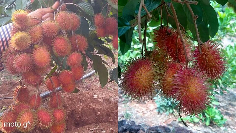 लय भारी! हापुसच्या गावात पिकवला परदेशी 'रामबुतान'