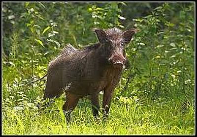 pig