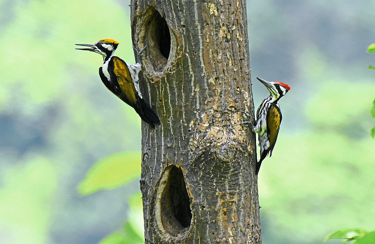 Black-rumped Flameback