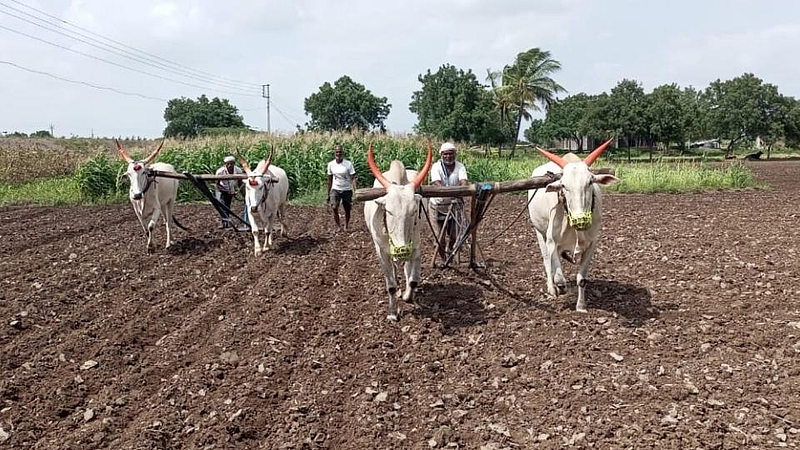 अतिवृष्टीनंतर सावरून पेरणी करताना शेतकरी