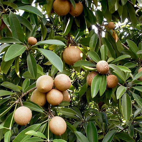 Sapodilla Farming