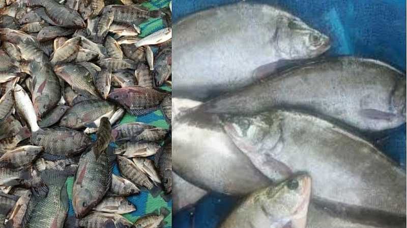श्रावण न पाळणारे खवय्ये खूश ! भाजीपाल्याच्या दरात मिळताहेत मासे