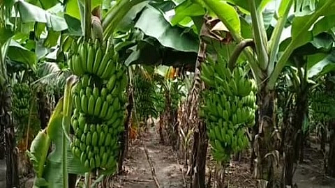 bananas